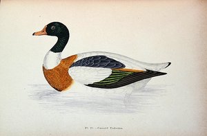 Common Shelduck (värikaiverrus) tekijältä French School