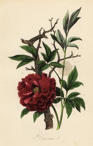 Tavallinen pioni, Paeonia officinalis, hämähäkinseitti tekijältä French School