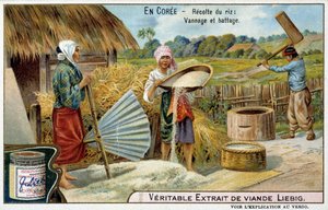 Ydin: riisin korjuu, kudonta ja puinti - kromo. Liebig, v.1900 tekijältä French School