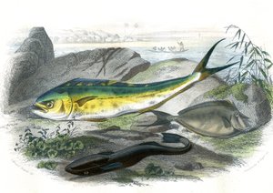 Coryphene Hippurus (coryphene meriahna, kameleonttikala) - En bas: echeneis remora et le nason licornet - Bernard Germain de Lacepeden (1856-1925) luonnonhistoriasta poimima levy, painos P.Furme, Pariisi tekijältä French School