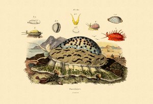Cowrie Shells, 1833-39 tekijältä French School