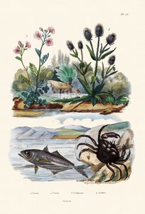 Rapu, 1833-39 tekijältä French School