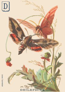 D: Deilephila (Deilephila elpenor tai viiniköynnöksen suuri sfinksi) tekijältä French School