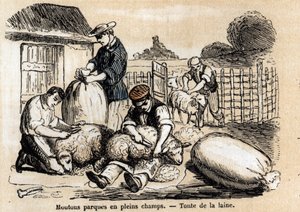 Lampaiden eri käyttötarkoitusten ja tuotteiden kuvaus: lampaanleikkaus. Levy "" Les moutons"" in "" les Recreations instructives"" Jules DELBRUCKin synoptinen maalaus, kaiverrus vuodelta 1860. Yksityinen kokoelma. tekijältä French School