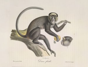 Diana, naaras apina, Natural History of Mammals (väri litho) tekijältä French School