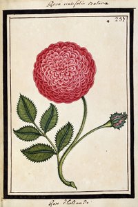 Dutch Rose, n. 1700 (akvarellipiirustus, kehystetty mustalla) tekijältä French School