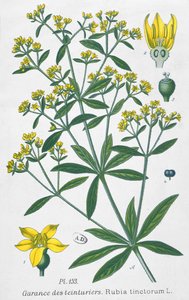 Dyers Madder (Rubia Tinctorum) tekijältä French School