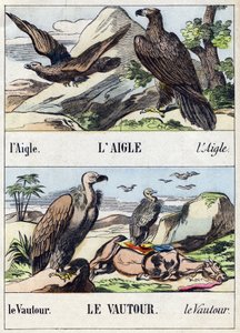 Kotka ja korppikotka. Kaiverrus "Buffon Alphabet des Oiseaux n 1". 3. Serie N 1. Epinalin kuvantaminen, Epinal, 1800-luvun loppu. 16 sivua. Mitat: 28 x 21 cm tekijältä French School