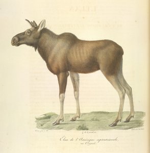 Pohjois-Amerikan hirvi, nisäkkäiden luonnonhistoriasta (väri litho) tekijältä French School