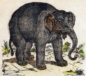 Norsu. Kaiverrus "" Alphabet des animaux sauvages"". 9. sarja. Kuvia Epinalista, Pellerin, paino-kustantaja, noin 1870. Kaiverrukset puuhun, stenciloitu. 16 sivua. Mitat: 20 x 15 cm. Yksityinen kokoelma tekijältä French School