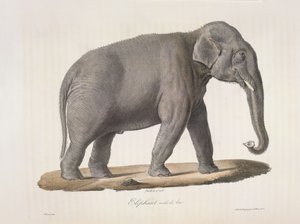 Aasiannorsu, Natural History of Mammals (väri litho) tekijältä French School