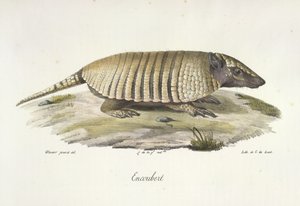 Encoubert, Armadillo, Natural History of Mammals (väri litho) tekijältä French School