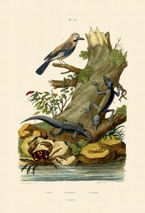 Euraasian Jay, 1833-39 tekijältä French School