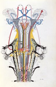 Kuva. 212, J. Dejerinen Semiologie des Affections du Systeme Nervous, 1914 tekijältä French School