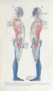 Kuvat 381 & 382 Hermosto, J. Dejerinen julkaisusta Semiologie des Affections du System Nerveux, 1914 tekijältä French School
