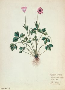 Fol.1275 Geranium (wc paperilla) tekijältä French School
