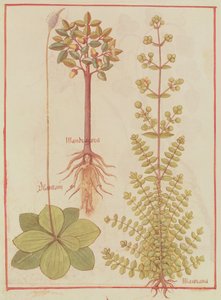 Fr 12322 f.180v Plantain, meirami ja mandrake, Livre des Simples Medecines, n. 1520-30 tekijältä French School