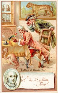 Georges-Louis Leclerc, Comte de Buffon ja Louis-Jean-Marie Daubenton, ranskalaiset luonnontieteilijät (chromolitho) tekijältä French School