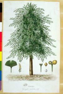 Ginkgo biloba -puu tekijältä French School