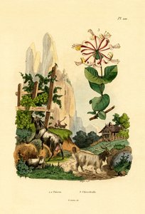 Vuohet, 1833-39 tekijältä French School
