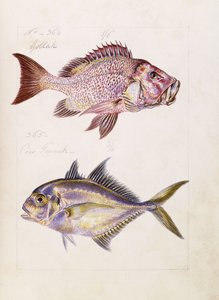 Gollah jne., noin 1850 tekijältä French School
