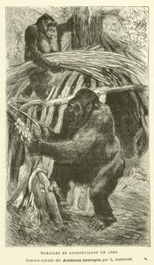 Gorillat rakentavat suojaa (kaiverrus) tekijältä French School