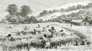 Cocan sato, Peru, kuva Le Tour du Monde -lehdestä, 1877 tekijältä French School