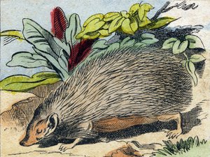 Herisson. Kaiverrus "Buffon Alphabet des Animaux". 3. sarja N 1. Epinal, Epinal, 1800-luvun loppu. Kuvaus. 16 sivua. Mitat: 28x21cm tekijältä French School