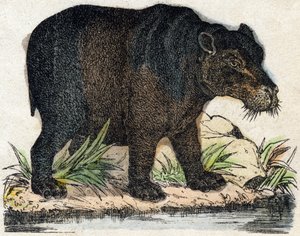 Virtahepo. Kaiverrus "" Alphabet des animaux sauvages"". 9. sarja. Kuvia Epinalista, Pellerin, paino-kustantaja, noin 1870. Kaiverrukset puuhun, stenciloitu. 16 sivua. Mitat: 20 x 15 cm. Yksityinen kokoelma tekijältä French School