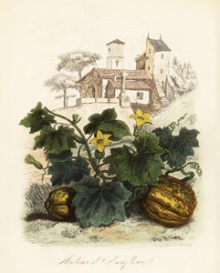 Honfleur-meloni, Cucumis melo tekijältä French School