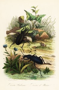 Valtavat violetit maakuoriaiset, Carabus scabrosus tekijältä French School