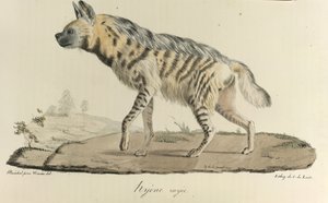 Hyena, raidallinen hyeena, Natural History of Mammals (väri litho) tekijältä French School