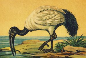 Minä kuin Ibis tekijältä French School