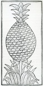 Kuvitus "Intian luonnonhistoriasta", Gonzalo Fernandez de Oviedo (1478–1557) tekijältä French School