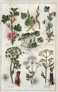 Kuvitus teoksesta "Mon docteur - Traite de Medecine et d
