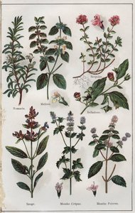Kuvitus teoksesta "Mon docteur, traite de medecine et d
