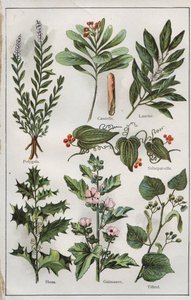 Kuvitus teoksesta "mon docteur - traite de medecine et d