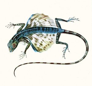 Kuva liukuvasta liskosta - Draco Volans 1831 (värikaiverrus) tekijältä French School