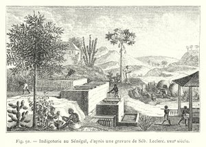 Indigoterie Senegalissa, Sebin, Leclercin kaiverruksen jälkeen, 1600-luku (kaiverrus) tekijältä French School