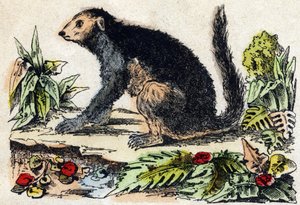 Indri (lemurialainen). Kaiverrus "" Alphabet des animaux sauvages"". 9. sarja. Kuvia Epinalista, Pellerin, paino-kustantaja, noin 1870. Kaiverrukset puuhun, stenciloitu. 16 sivua. Mitat: 20 x 15 cm. Yksityinen kokoelma tekijältä French School