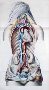 Naisen sisäelimet, levy Gilbert Breschetin (1784-1845) suonijärjestelmän anatomisesta, fysiologisesta ja patologisesta tutkimuksesta, kaiverrus Engelmann, Pariisi, 1829 tekijältä French School
