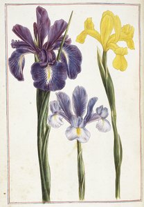 Irikset, 1700-luku tekijältä French School