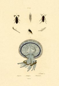 Meduusa, 1833-39 tekijältä French School