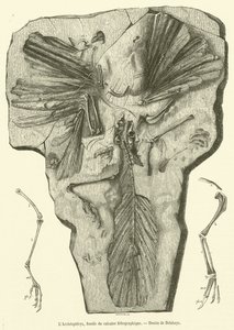 Archeopteryx, fossiili litografisesta kalkkikivestä (kaiverrus) tekijältä French School