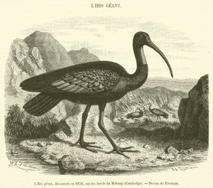 Giant Ibis löydettiin vuonna 1876 Mekongin rannalta Kambodžassa (kaiverrus) tekijältä French School