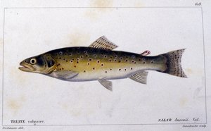 Taimen "kalojen luonnonhistorian" mukaan, kirjoittanut Cuvier, Valenciennes, Pariisi tekijältä French School