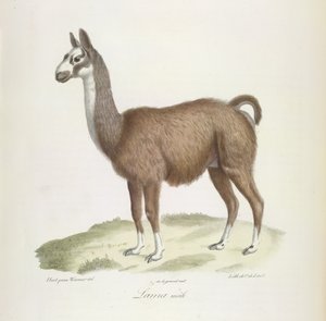 Laamauros, nisäkkäiden luonnonhistoriasta (väri litho) tekijältä French School