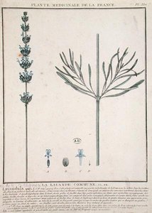 Lavender Spike, lautanen "Plante Medicinale de la France" (värillinen kaiverrus) tekijältä French School