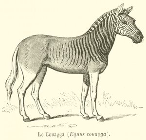 Le Couagga, Equus couagga (kaiverrus) tekijältä French School