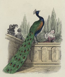 Peacock valittaa Junolle tekijältä French School